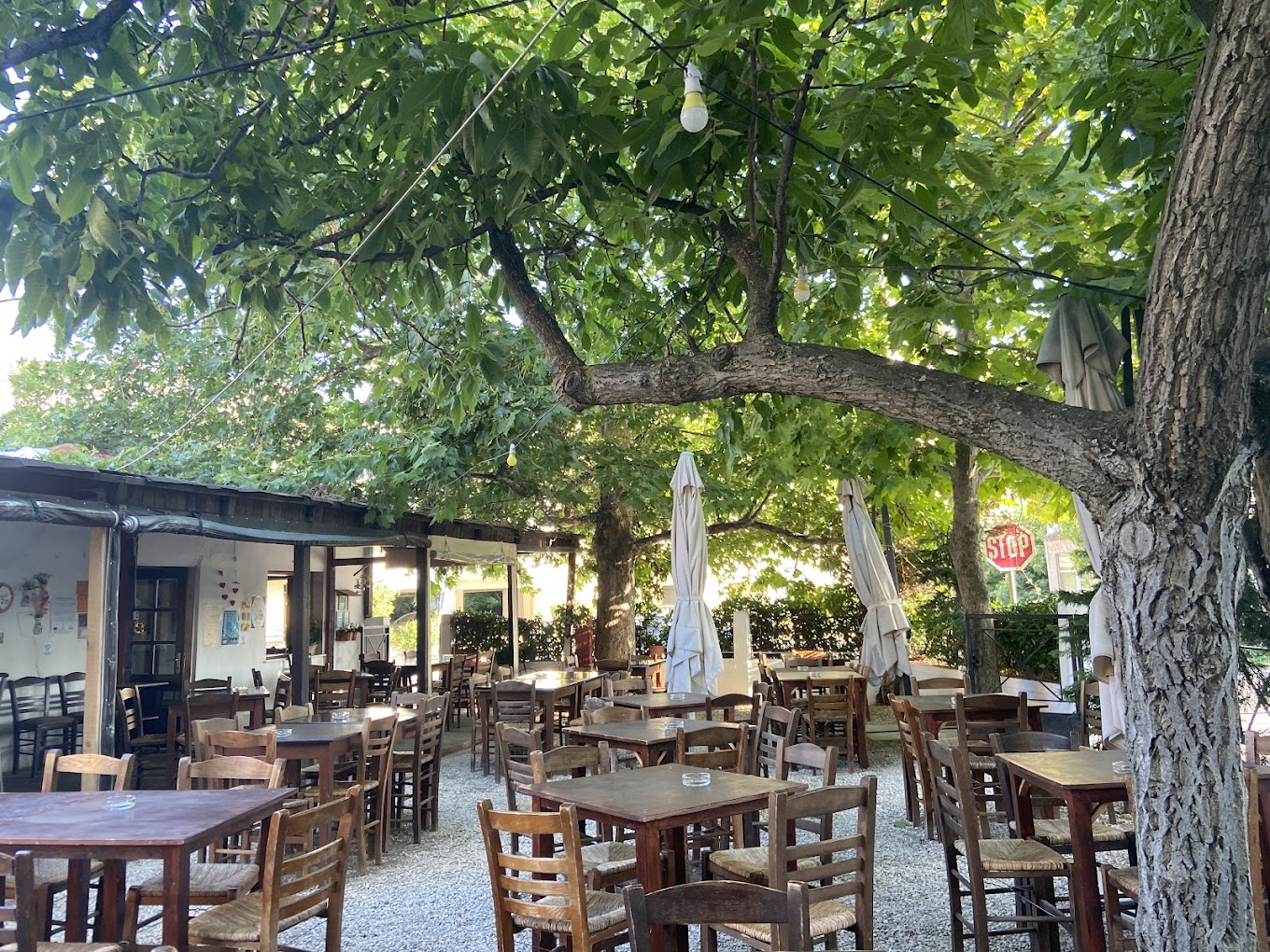 Λεύκες στην Αλεξανδρούπολη